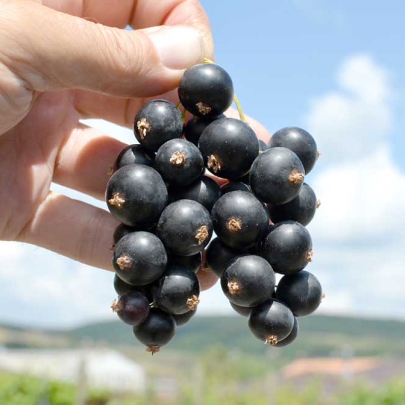 Ríbezľa čierna (Ribes nigrum) ŽEMČUŽINA