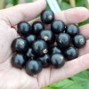 Ríbezľa čierna (Ribes nigrum) ŽEMČUŽINA