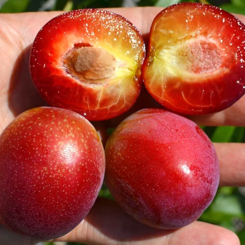 Apricot x Cherry APRIKYRA