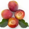 Apricot x Cherry APRIKYRA