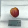 Apricot x Cherry APRIKYRA
