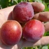 Apricot x Cherry APRIKYRA