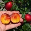 Apricot x Cherry APRIKYRA