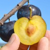 Japanese plum (Prunus salicina) BLACK AMBER