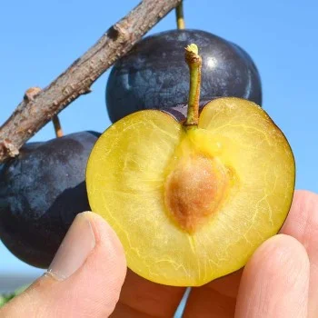 Japanese plum (Prunus salicina) BLACK AMBER