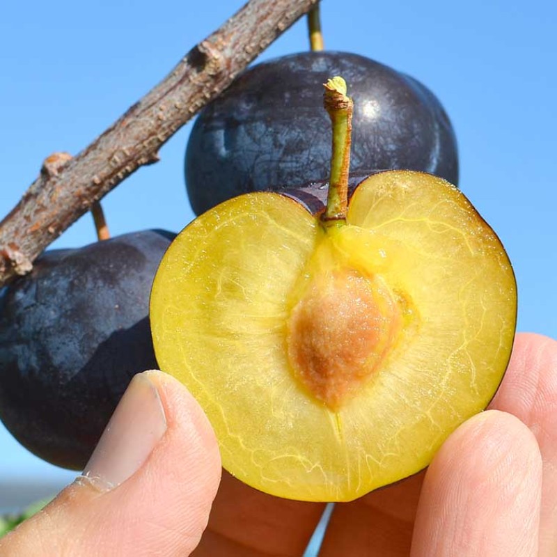 Japanese plum (Prunus salicina) BLACK AMBER
