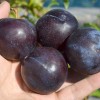 Japanese plum (Prunus salicina) BLACK AMBER