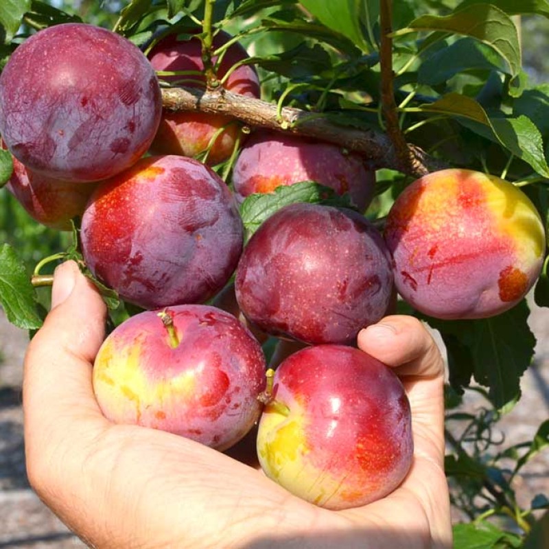 Sibírska slivka (Prunus x hybrid) ČUK