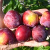 Sibírska slivka (Prunus x hybrid) ČUK