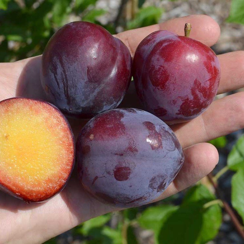 Sibírska slivka (Prunus x hybrid) JEVGENIJA