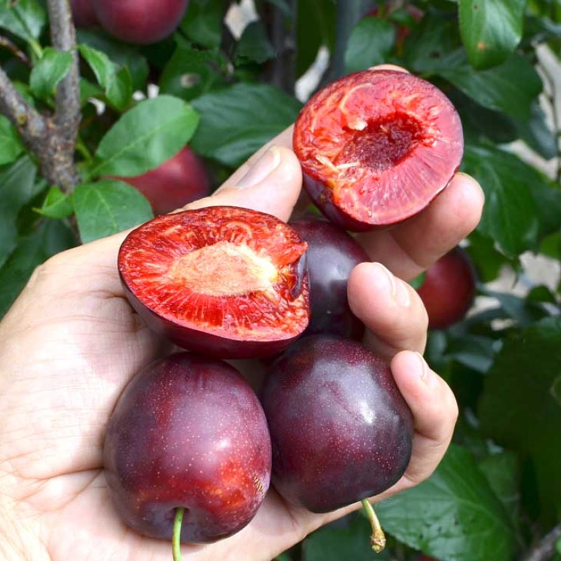 Sibírska slivka stĺpová (Prunus x hybrid) KOLONOVIDNAJA