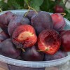 Sibírska slivka stĺpová (Prunus x hybrid) KOLONOVIDNAJA