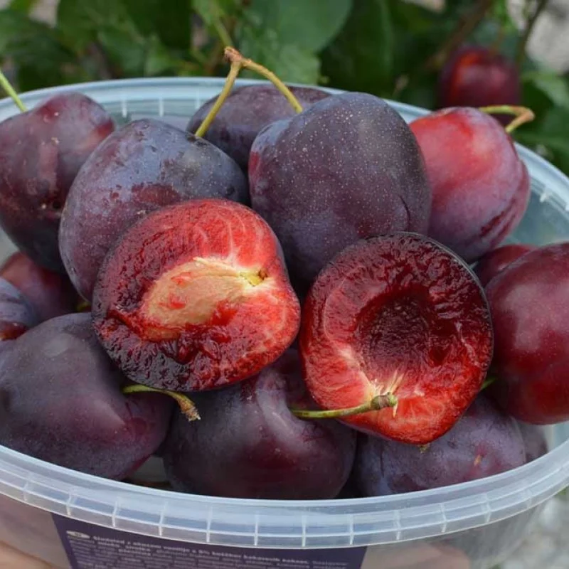 Sibirische säulenförmige Pflaume (Prunus x hybrid) KOLONOVIDNAJA