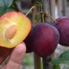 Sibírska slivka stĺpová (Prunus x hybrid) KOLONOVIDNAJA