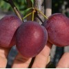 Sibírska slivka stĺpová (Prunus x hybrid) KOLONOVIDNAJA