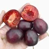 Sibirische säulenförmige Pflaume (Prunus x hybrid) KOLONOVIDNAJA
