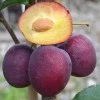 Sibirische säulenförmige Pflaume (Prunus x hybrid) KOLONOVIDNAJA