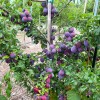 Sibírska slivka (Prunus x hybrid) KOMETA RANNAJA