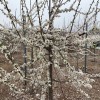 Sibírska slivka (Prunus x hybrid) KOMETA
