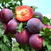 Sibírska slivka (Prunus x hybrid) KOMETA