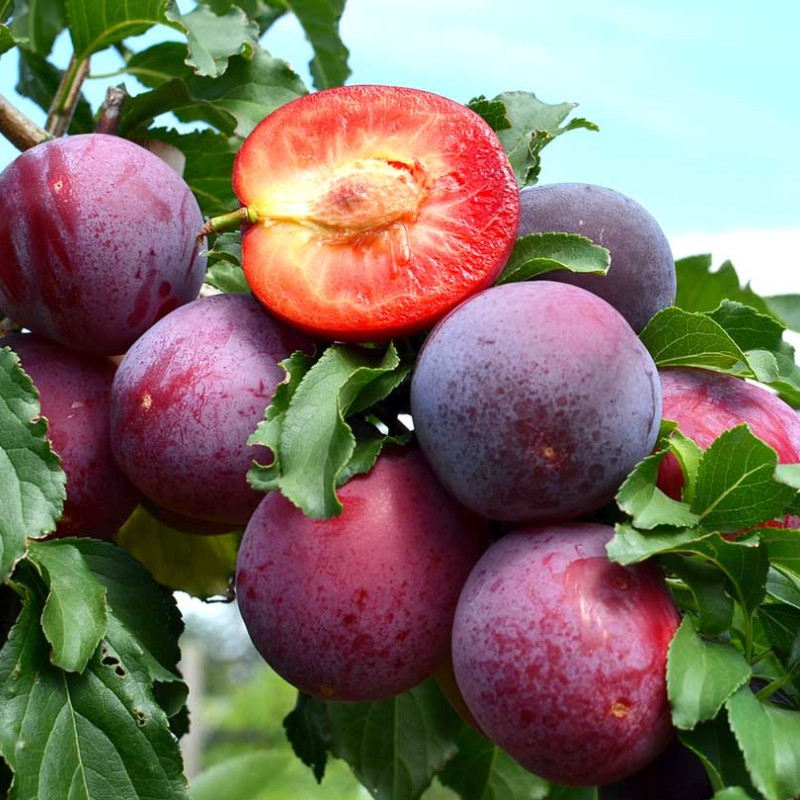Sibírska slivka (Prunus x hybrid) KOMETA