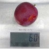 Sibírska slivka (Prunus x hybrid) KOMETA