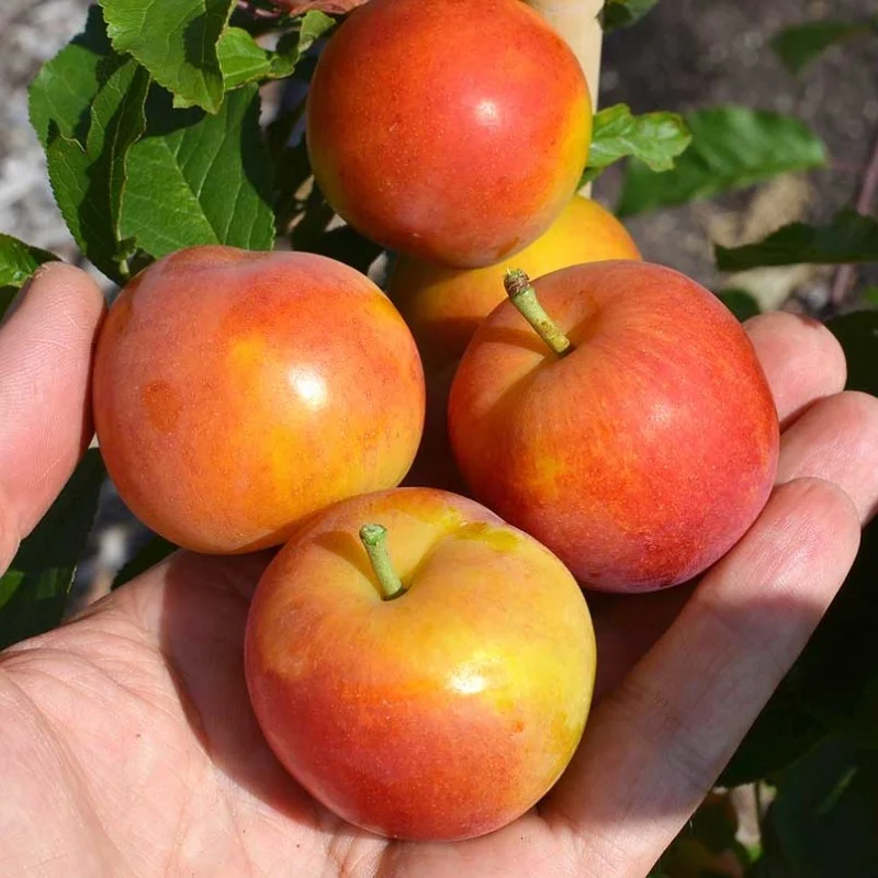 Siberian plum (Prunus x hybrid) KRYMSKAYA ROSA