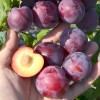Siberian plum (Prunus x hybrid) MALINOVAYA