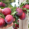 Sibírska slivka (Prunus x hybrid) NAJDENA