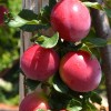 Sibírska slivka (Prunus x hybrid) NAJDENA