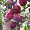 Sibírska slivka (Prunus x hybrid) NAJDENA