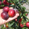 Sibírska slivka (Prunus x hybrid) NAJDENA