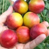 Sibirische Pflaume (Prunus x hybrid) PLAMENNAJA