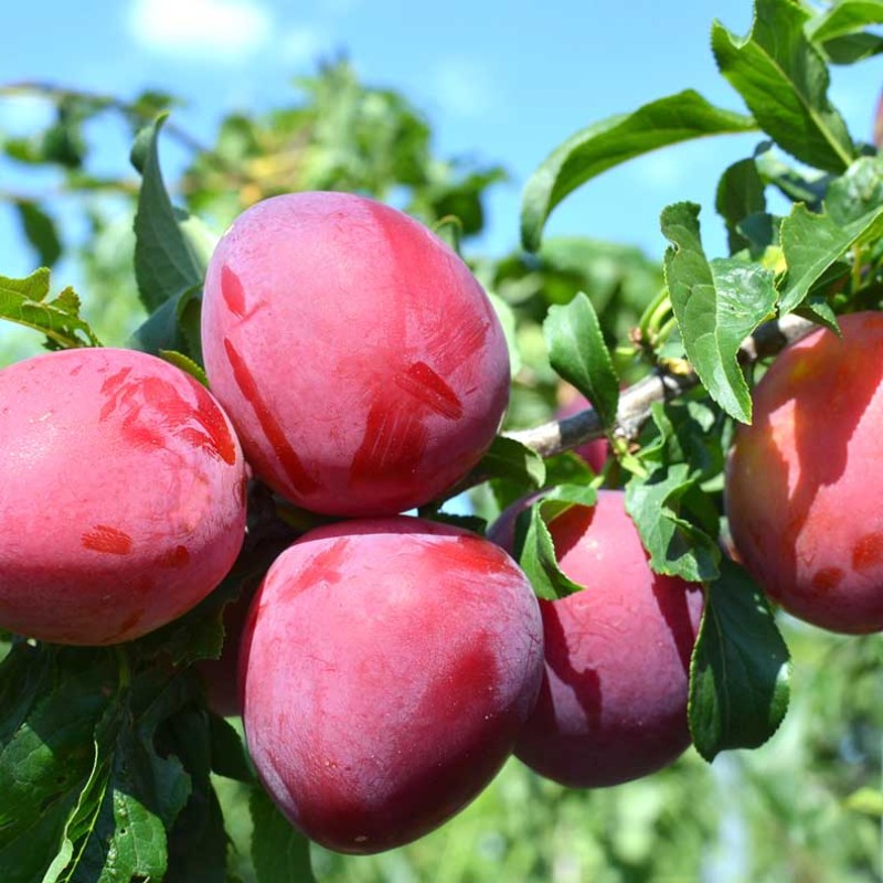 Japonská slivka (Prunus salicina) SANTA ROSA