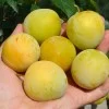 Japanische Pflaume (Prunus salicina) SHIRO