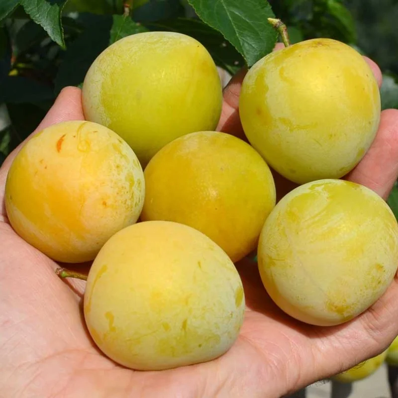 Japanische Pflaume (Prunus salicina) SHIRO