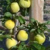 Japanische Pflaume (Prunus salicina) SHIRO