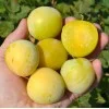 Japanische Pflaume (Prunus salicina) SHIRO