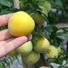 Japanische Pflaume (Prunus salicina) SHIRO
