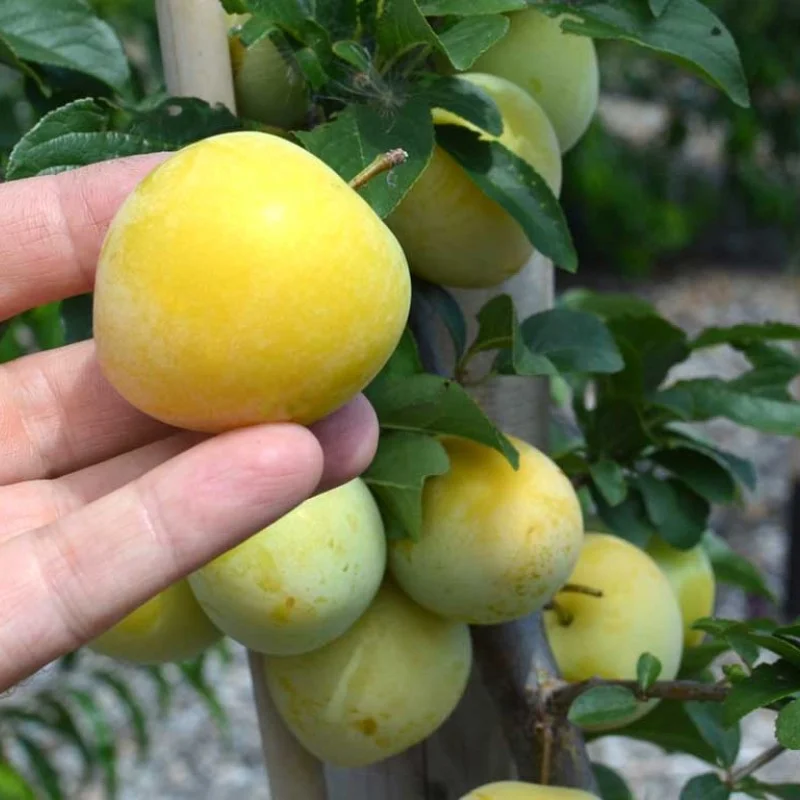 Japanische Pflaume (Prunus salicina) SHIRO
