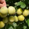 Japanische Pflaume (Prunus salicina) SHIRO