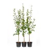 Sibírska slivka (Prunus x hybrid) DONČANKA RANNAJA