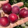 Sibírska slivka (Prunus x hybrid) SVERCHRANNAJA