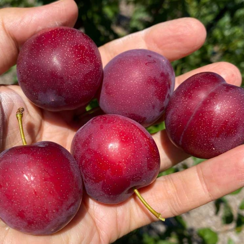 Sibírska slivka (Prunus x hybrid) SVERCHRANNAJA