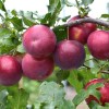 Sibírska slivka (Prunus x hybrid) SVERCHRANNAJA