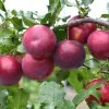Siberian plum (Prunus x hybrid) SVERKHRANNAYA