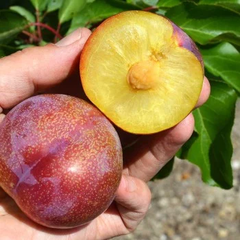 Japanese plum (Prunus salicina) VANIER 