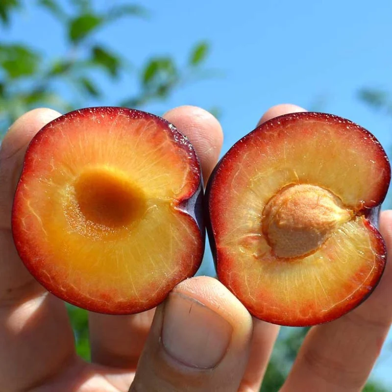 Siberian plum (Prunus x hybrid) ZURNA