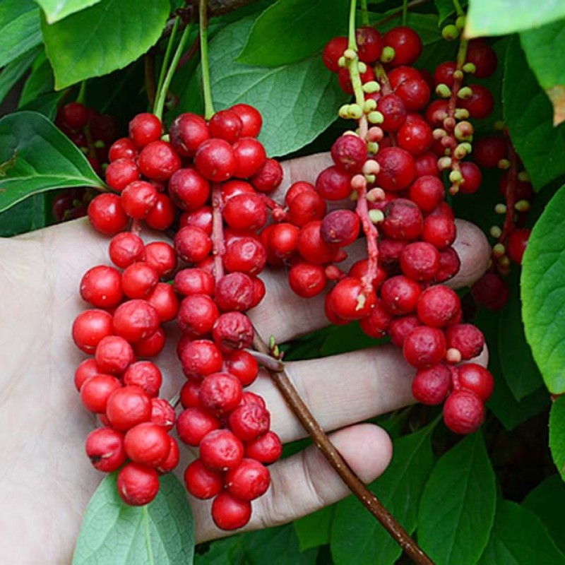 Schizandra čínska (Schisandra chinensis)
