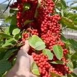 Schisandra